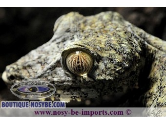 https://www.boutique-nosybe.com/1693-thickbox_default/uroplatus-fimbriatus.jpg