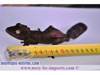 https://www.boutique-nosybe.com/1859-thickbox_default/uroplatus-garamaso-henkeli-diego.jpg