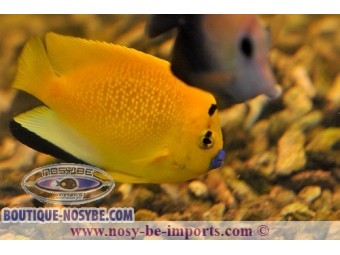 https://www.boutique-nosybe.com/2012-thickbox_default/apolemichthys-trimaculatus.jpg