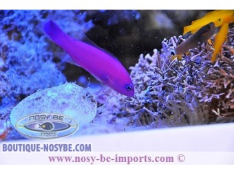 https://www.boutique-nosybe.com/2024-thickbox_default/pseudochromis-porphyreus.jpg