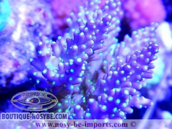 https://www.boutique-nosybe.com/2116-thickbox_default/acropora-nana-tricolor.jpg