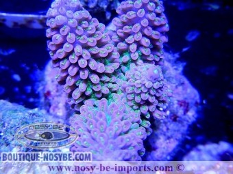 https://www.boutique-nosybe.com/2119-thickbox_default/acropora-abrotanoides.jpg