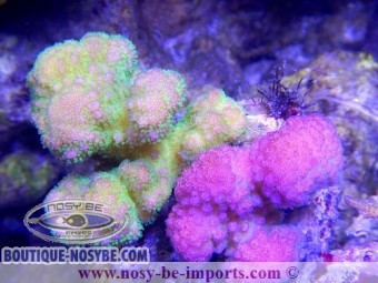 https://www.boutique-nosybe.com/2124-thickbox_default/pocillopora-verrucosus-bicolor.jpg