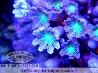 https://www.boutique-nosybe.com/2125-thickbox_default/cornularia-sp.jpg