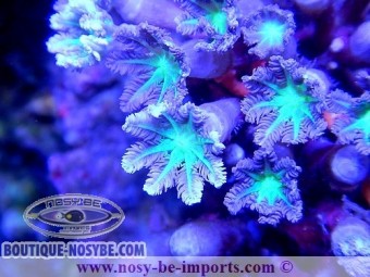 https://www.boutique-nosybe.com/2125-thickbox_default/cornularia-sp.jpg