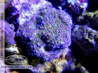 https://www.boutique-nosybe.com/2127-thickbox_default/montipora-sp-encroutant-bleu-polypes-verts-fluo.jpg