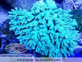 https://www.boutique-nosybe.com/2133-thickbox_default/acropora-sp-xxl.jpg