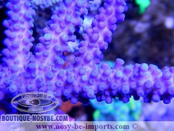 https://www.boutique-nosybe.com/2137-thickbox_default/acropora-sp.jpg