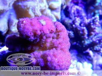 https://www.boutique-nosybe.com/2150-thickbox_default/pocillopora-verrucosus.jpg