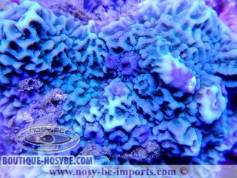 https://www.boutique-nosybe.com/2172-thickbox_default/montipora-sp-encroûtant-bleu.jpg