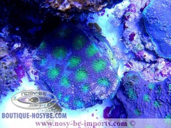 https://www.boutique-nosybe.com/2180-thickbox_default/acanthastrea-sp-violet-coeur-vert.jpg