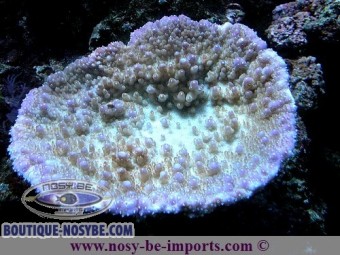 https://www.boutique-nosybe.com/2205-thickbox_default/acropora-efflorecens-.jpg