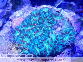 https://www.boutique-nosybe.com/2243-thickbox_default/acanthastrea-sp-tricolor.jpg