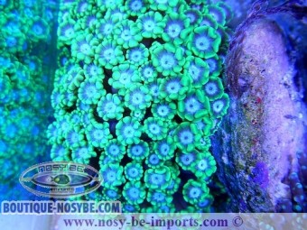 https://www.boutique-nosybe.com/2245-thickbox_default/alveopora-sp-vert-clair.jpg