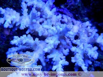 https://www.boutique-nosybe.com/2248-thickbox_default/acropora-granulosa.jpg