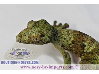 https://www.boutique-nosybe.com/2287-thickbox_default/uroplatus-sikorae-mda.jpg