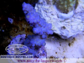 https://www.boutique-nosybe.com/2322-thickbox_default/acropora-sp-xxs.jpg