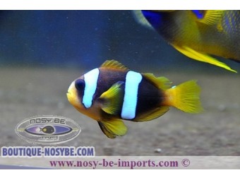 https://www.boutique-nosybe.com/2336-thickbox_default/amphiprion-latifasciatus.jpg