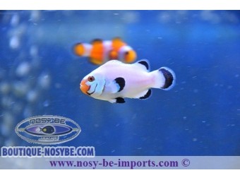 https://www.boutique-nosybe.com/2337-thickbox_default/amphiprion-ocellaris-wyoming.jpg