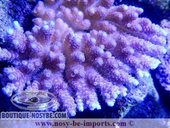 https://www.boutique-nosybe.com/2349-thickbox_default/acropora-hyacinthus.jpg