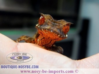 https://www.boutique-nosybe.com/2366-thickbox_default/uroplatus-true-ebenaui.jpg