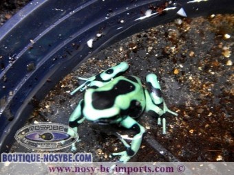 https://www.boutique-nosybe.com/2392-thickbox_default/dendrobates-auratus-verte.jpg