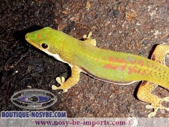 https://www.boutique-nosybe.com/2407-thickbox_default/phelsuma-lineata.jpg