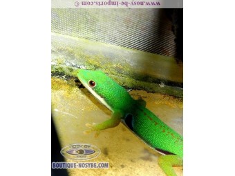 https://www.boutique-nosybe.com/2409-thickbox_default/phelsuma-quadriocellata.jpg