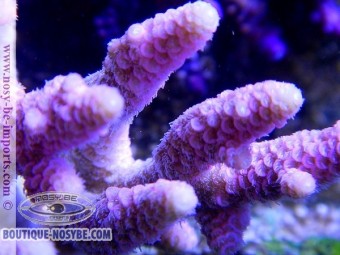 https://www.boutique-nosybe.com/2432-thickbox_default/acropora-prostata.jpg