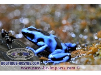 https://www.boutique-nosybe.com/2450-thickbox_default/dendrobates-auratus-bleue.jpg