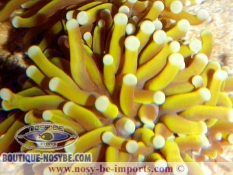 https://www.boutique-nosybe.com/2466-thickbox_default/euphyllia-glabrescens-orange-australie.jpg