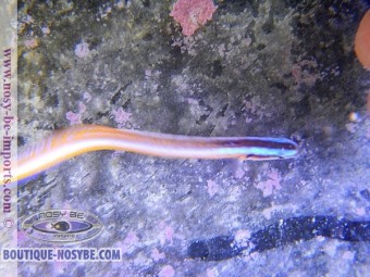 https://www.boutique-nosybe.com/2529-thickbox_default/gunnelichthys-curiosus.jpg