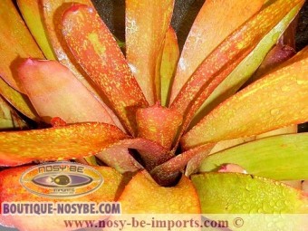 https://www.boutique-nosybe.com/2546-thickbox_default/neoregelia-sp-toutes-couleurs.jpg