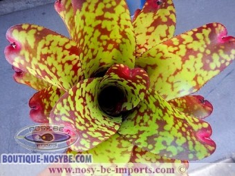 https://www.boutique-nosybe.com/2549-thickbox_default/neoregelia-sp-tequila.jpg