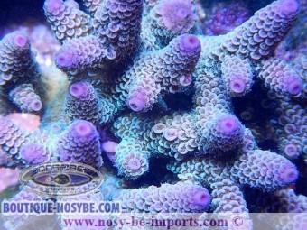 https://www.boutique-nosybe.com/2552-thickbox_default/acropora-spathulata.jpg