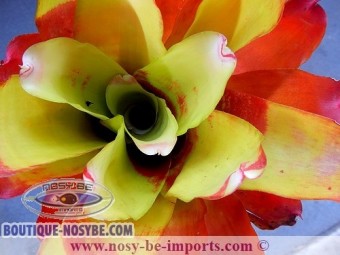 https://www.boutique-nosybe.com/2559-thickbox_default/neoregelia-sp-lamberts-pride.jpg