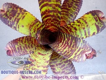 https://www.boutique-nosybe.com/2562-thickbox_default/neoregelia-sp-hannibal-lecter.jpg