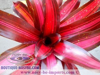 https://www.boutique-nosybe.com/2564-thickbox_default/neoregelia-sp-margaret.jpg