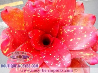 https://www.boutique-nosybe.com/2571-thickbox_default/neoregelia-sp-monet.jpg