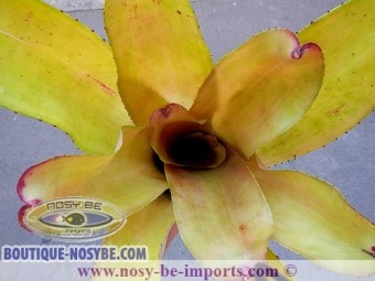 https://www.boutique-nosybe.com/2573-thickbox_default/neoregelia-sp-patricia.jpg