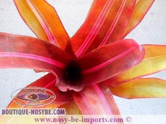 https://www.boutique-nosybe.com/2575-thickbox_default/neoregelia-sp-perfection.jpg