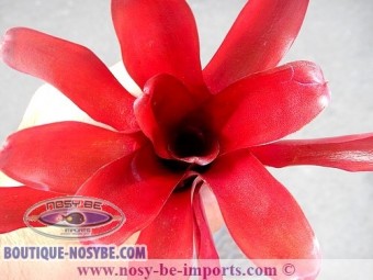 https://www.boutique-nosybe.com/2587-thickbox_default/neoregelia-sp-super-fireball.jpg