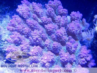 https://www.boutique-nosybe.com/2589-thickbox_default/acropora-anthocercis.jpg