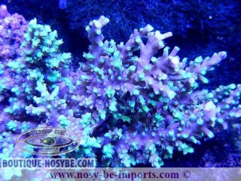 https://www.boutique-nosybe.com/2606-thickbox_default/acropora-horrida.jpg