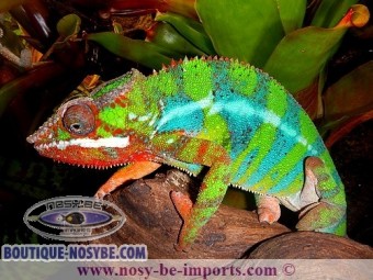 https://www.boutique-nosybe.com/2638-thickbox_default/furcifer-pardalis-ambilobe-blue-bar.jpg