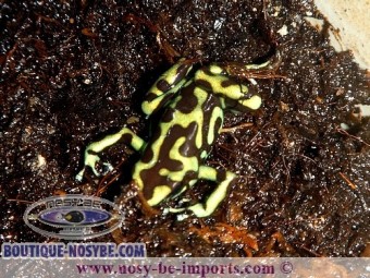 https://www.boutique-nosybe.com/2640-thickbox_default/dendrobates-auratus-reticulatus.jpg