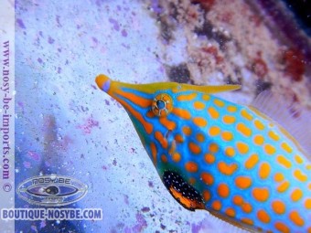 https://www.boutique-nosybe.com/2694-thickbox_default/oxymonacanthus-longirostris.jpg