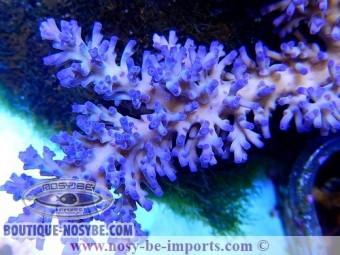 https://www.boutique-nosybe.com/2695-thickbox_default/acropora-echinata-ice-fire.jpg