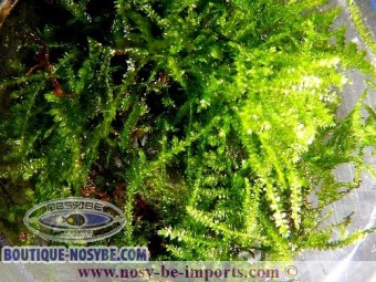 https://www.boutique-nosybe.com/2761-thickbox_default/taxiphyllum-alternans-taiwan-moss.jpg