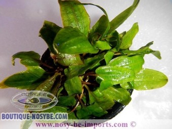 https://www.boutique-nosybe.com/2783-thickbox_default/cryptocoryne-beckettii.jpg